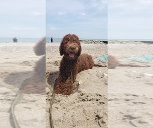 Labradoodle Puppy for sale in BUFFALO GROVE, IL, USA