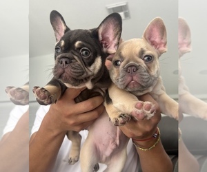 French Bulldog Puppy for sale in MIAMI, FL, USA