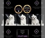 Puppy Solstice Maltese