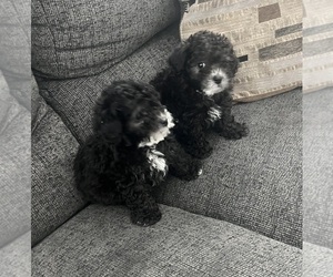 Poodle (Toy) Litter for sale in LITHIA, FL, USA