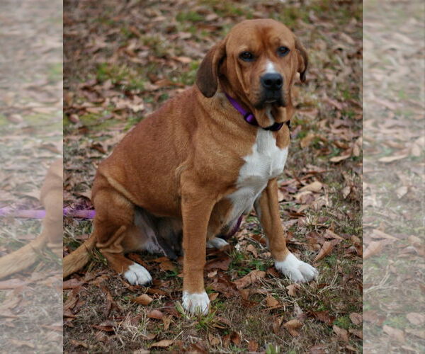 Medium Photo #9 Basset Hound-Redbone Coonhound Mix Puppy For Sale in Attalka, AL, USA
