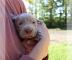 Small Photo #5 Weimaraner Puppy For Sale in HEMLOCK, MI, USA
