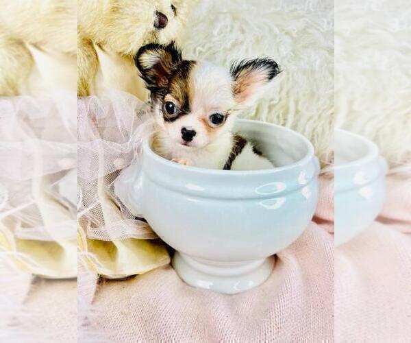 Medium Photo #7 Chihuahua Puppy For Sale in NEW YORK, NY, USA
