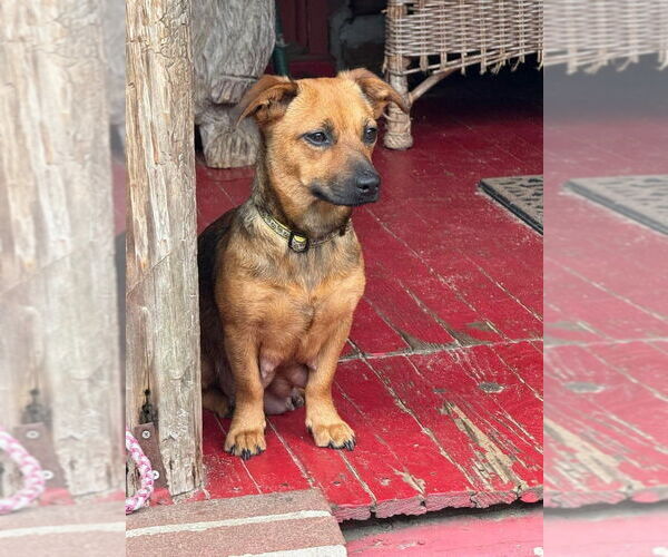 Medium Photo #11 Dachshund-Unknown Mix Puppy For Sale in New York, NY, USA
