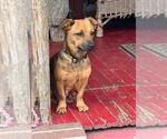 Small #10 Dachshund Mix