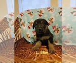 Small Photo #3 German Shepherd Dog Puppy For Sale in MADISON, FL, USA