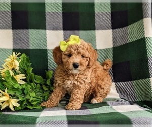 Goldendoodle (Miniature) Puppy for sale in KIRKWOOD, PA, USA