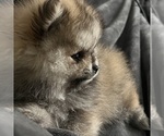Small Photo #2 Pomeranian Puppy For Sale in SANTA MARIA, CA, USA
