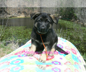 German Shepherd Dog Puppy for sale in PIEDMONT, MO, USA