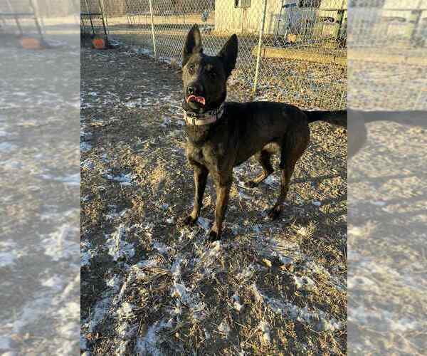 Medium Photo #3 Mutt Puppy For Sale in Imlay City, MI, USA