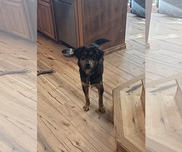 Medium Photo #7 Collie-Unknown Mix Puppy For Sale in Sandy, UT, USA