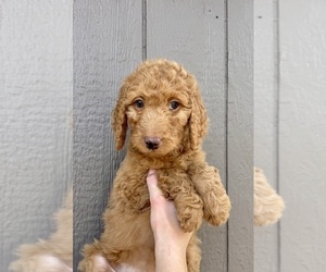 Medium Goldendoodle mix (+ Poodle Standard)