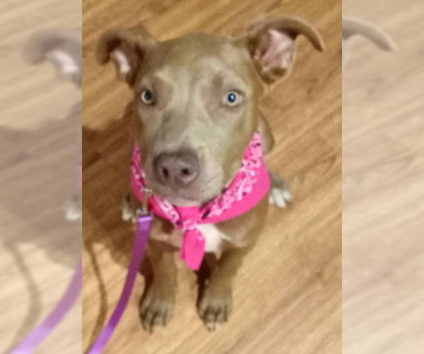 Medium Photo #1 Mutt Puppy For Sale in Frankston, TX, USA