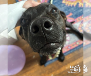 Tigri - Male Labrador Retriever-Unknown Mix Dog for Adoption - Photo #2