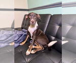 Small #2 Rat Terrier Mix