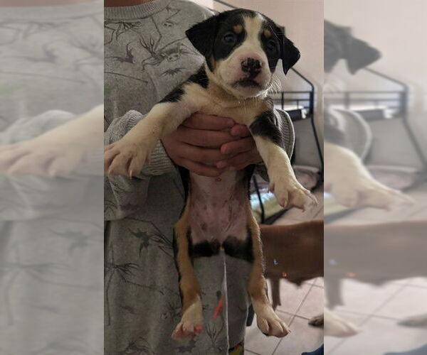 Medium Photo #1 Mutt Puppy For Sale in San Antonio, TX, USA