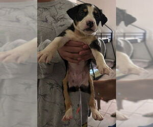 Mutt Dogs for adoption in San Antonio, TX, USA
