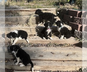 Bordoodle Puppy for sale in MONTROSE, CO, USA