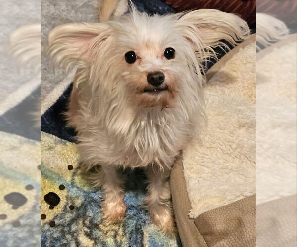 Medium Photo #5 Maltese Puppy For Sale in Olalla, WA, USA