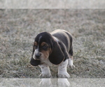 Small #3 Basset Hound