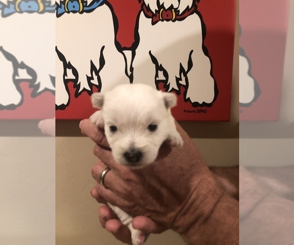 Medium Photo #1 West Highland White Terrier Puppy For Sale in PHOENIX, AZ, USA
