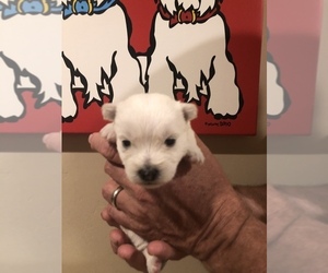 West Highland White Terrier Puppy for sale in PHOENIX, AZ, USA