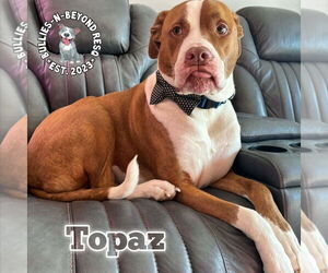 Topaz - Male American Bulldog Dog for Adoption - Photo #6