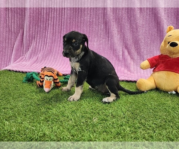 Medium Photo #11 Catahoula Leopard Dog Puppy For Sale in CUMBY, TX, USA