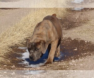 Boerboel Puppy for Sale in LARAMIE, Wyoming USA