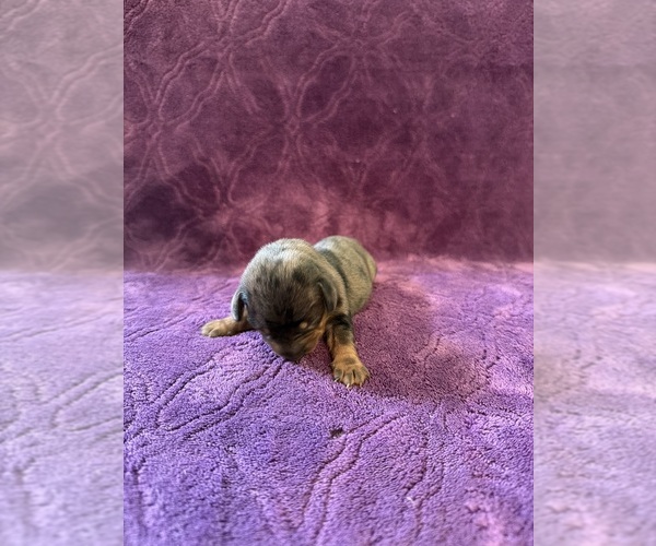 Medium Photo #7 Dachshund Puppy For Sale in BLMGTN, IN, USA
