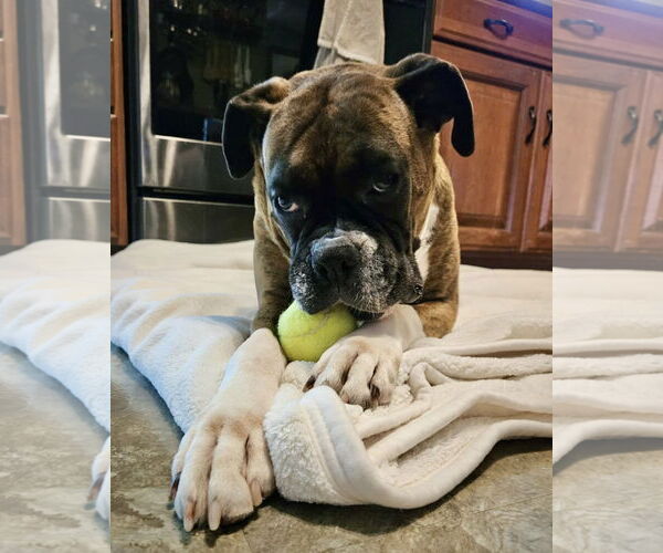 Medium Photo #3 Boxer Puppy For Sale in Dumont, NJ, USA
