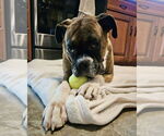 Small #2 Boxer
