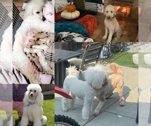 Goldendoodle-Poodle (Standard) Mix Puppy for sale in BRIONES, CA, USA