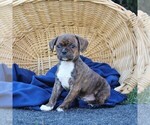 Small #3 Boston Terrier-Cavalier King Charles Spaniel Mix