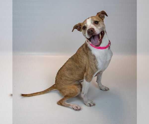 Medium Photo #6 Boxer-Unknown Mix Puppy For Sale in Kennesaw, GA, USA