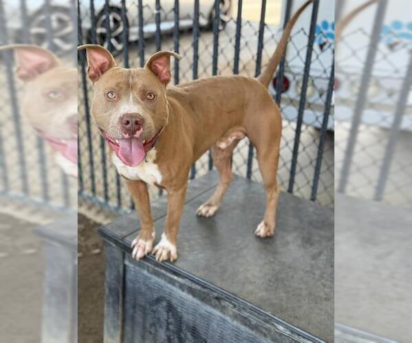 Medium Photo #2 American Pit Bull Terrier Puppy For Sale in Riverside, CA, USA