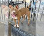 Small #1 American Pit Bull Terrier