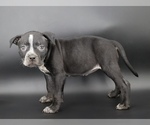 Small #1 American Bully