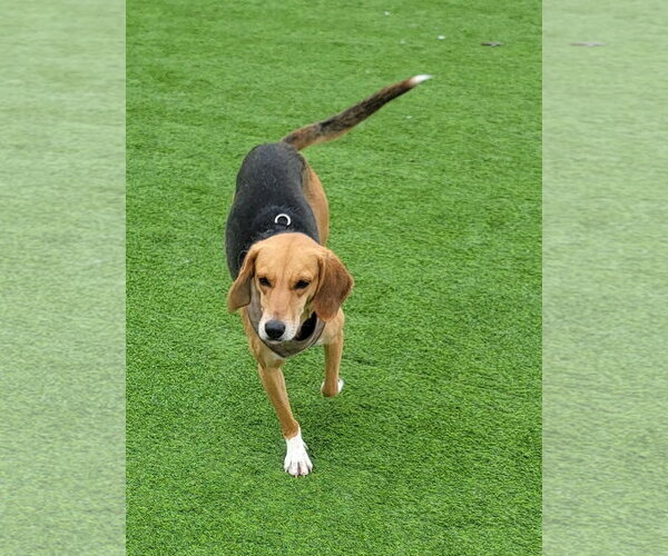 Medium Photo #5 American Foxhound-Unknown Mix Puppy For Sale in Oakhurst, NJ, USA