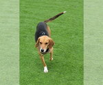 Small #4 American Foxhound Mix