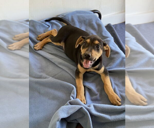 Medium Photo #4 Catahoula Leopard Dog-German Shepherd Dog Mix Puppy For Sale in Bolivar, MO, USA