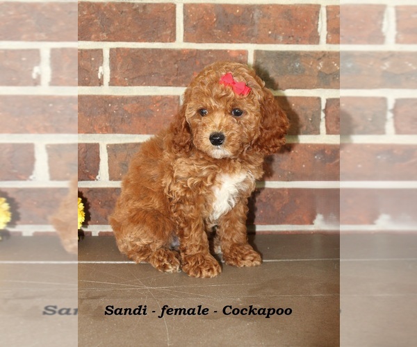 Medium Photo #3 Cockapoo (Miniature) Puppy For Sale in CLARKRANGE, TN, USA