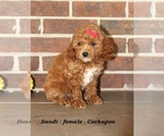 Small #2 Cockapoo (Miniature)