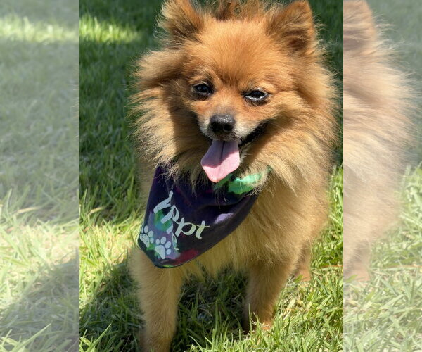 Medium Photo #1 Pomeranian Puppy For Sale in Lake Elsinore, CA, USA