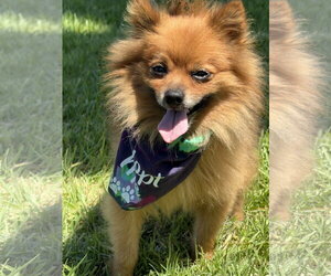 Pomeranian Dogs for adoption in Lake Elsinore, CA, USA