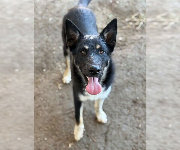 Medium Photo #1 German Shepherd Dog Puppy For Sale in Riverside, CA, USA