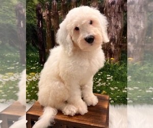 Bernedoodle (Miniature) Puppy for Sale in CONROE, Texas USA