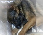 Small Photo #16 German Shepherd Dog Puppy For Sale in HAMILTON, NJ, USA