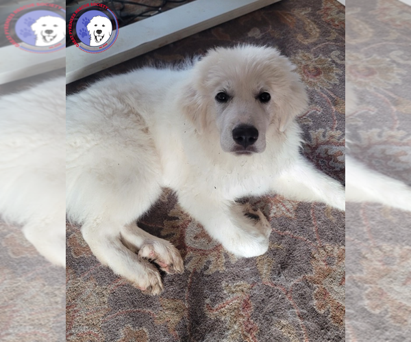 Medium Photo #4 Great Pyrenees Puppy For Sale in Spring, TX, USA