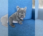Small Photo #4 French Bulldog Puppy For Sale in MISSOURI CITY, TX, USA
